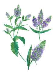 Set of flowers pepermint isolated on white background. Watercolor hand drawing illustration. Perfect for banner, pattern, print or medical herb.