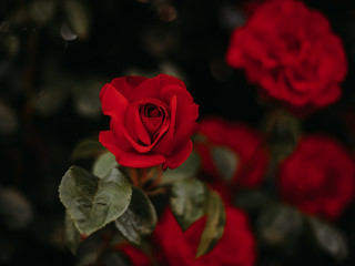 Beautiful dark red roses close-up.