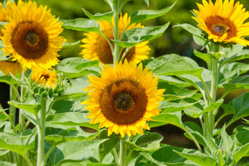 ひまわり畑　夏イメージ　公園