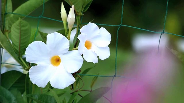 高温多湿が大好きなサンパラソルホワイト（マンデビラ）