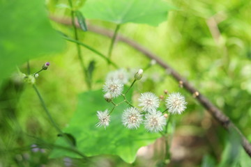 White seeds of Little ironweed on branch and blur green background, Thailand. Another name is Ash-coloured fleabane, Ash-coloured ironweed, Purple fleabane, Purple-flowered fleabane.