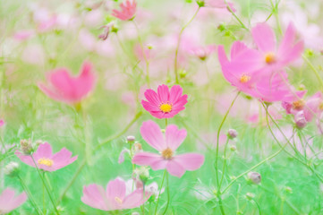 ピンクのコスモス畑