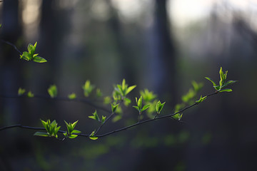 branches of young green leaves and buds, seasonal background, april march landscape in the forest