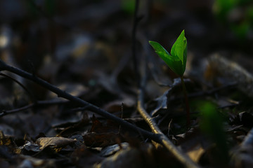 fresh green shoots background, abstract spring look, new greens