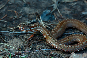 poisonous dangerous snake, viper in the wild, Russia swamp