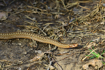 poisonous dangerous snake, viper in the wild, Russia swamp