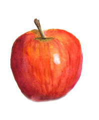 Hand drawn watercolor Apple on a white background