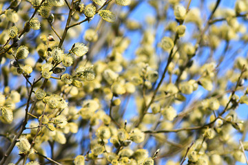 willow branches spring background, abstract blurred view of spring early march easter