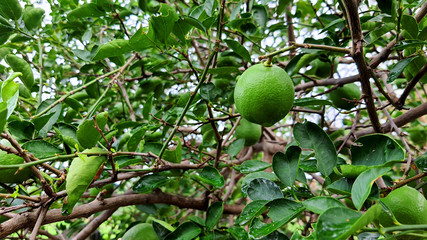 Organic fresh green lime in lime tree garden 