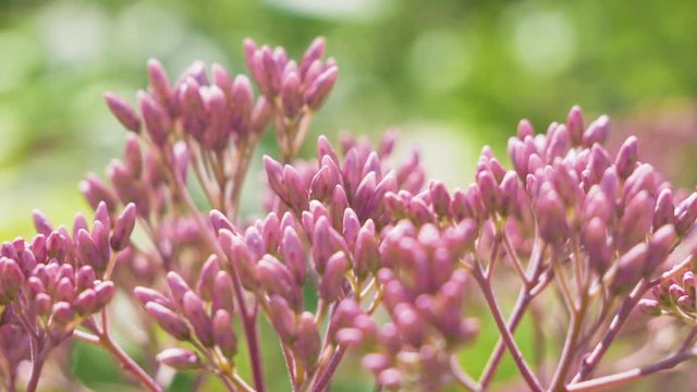Eupatorium maculatum rose color at sunny summer day. Looped beautiful nature background with Sap flower on green backdrop. High quality FullHD footage.