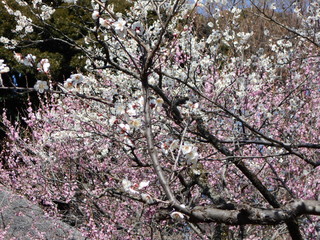 Obraz premium 満開の梅の花 