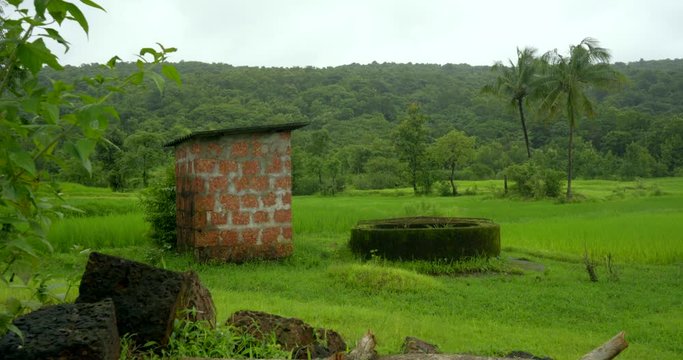green leaf and rice fild near by well and two coconut trees beautyfull landscape.