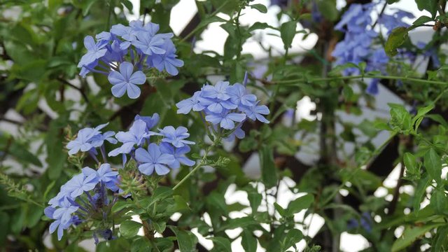 Fiore lilla di plumbago su un terrazzo