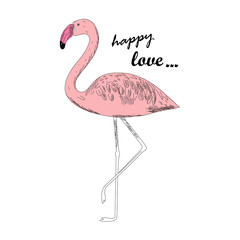 Pink flamingo isolated on white background. The text 