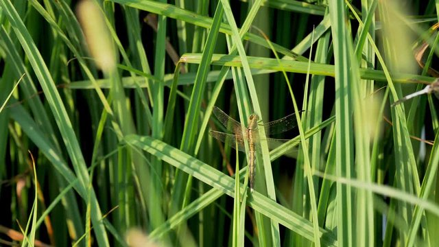 Libellula ferma su un filo d'erba in uno stagno in un parco a Milano