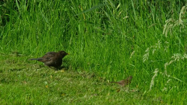 Blackbird,Turdus merula, sitting on green lawn
