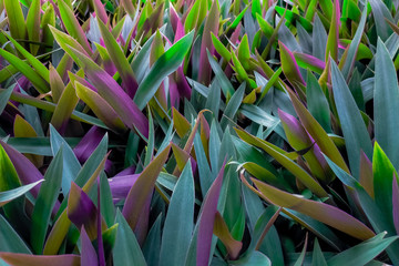 Oyster plant (Tradescantia spathacea). Closeup green and purple leaves of herbal plant in herb garden on sunny day. Ornamental plant in the park. Herb plantation concept. Green leaves with sunlight.