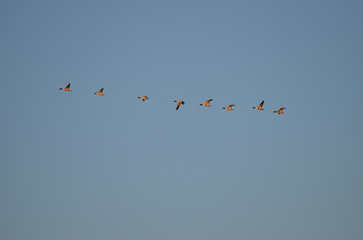 flock of migrating birds flies in the blue sky