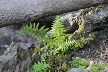 fern plant in the forest
