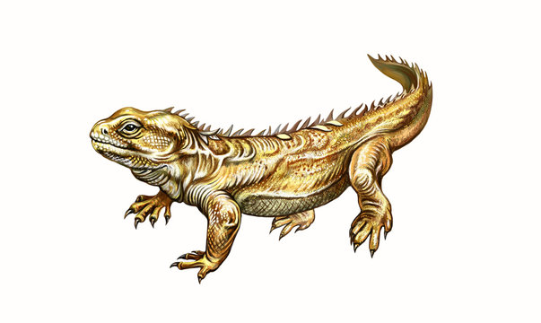 The tuatara (Sphenodon punctatus)