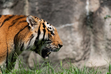 カッコいいトラ