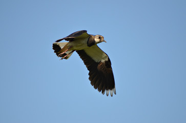 lapwing bird flies wingspan in blue sky, close-up