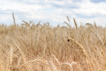 Fototapeta premium wheat field in summer