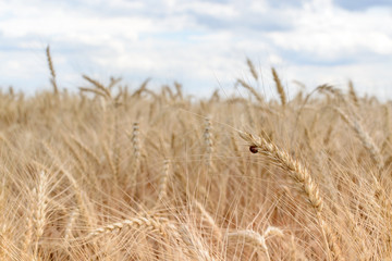 Fototapeta na wymiar wheat field in summer