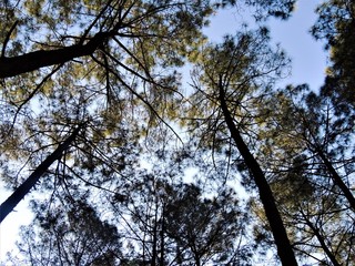 trees in the sky