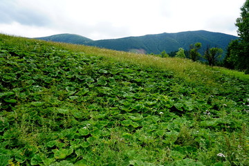 Obraz premium Meadows and forests above Jasenova with hills of Mala Fatra National Park, Slovakia. Sunny summer day 