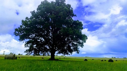 oak in the middle of the field