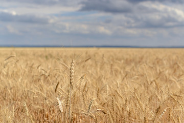 golden wheat field in summer