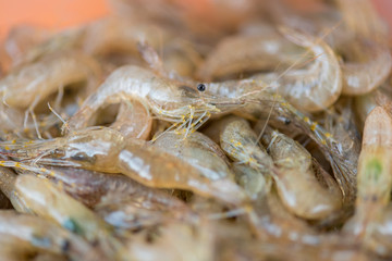 Lots of white shrimp. Shrimp random concept for healthy eating and lifestyle.