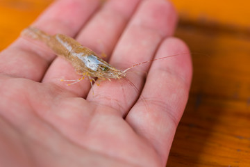 holding a shrimp in their hands
