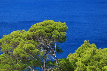 Green and blue. Pine forest and blue sea.