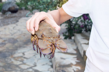 Slipper lobster or squat lobster fresh daily catch for sea food restaurant, hand of a fisherman holding sea creature