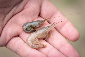 holding a shrimp in their hands
