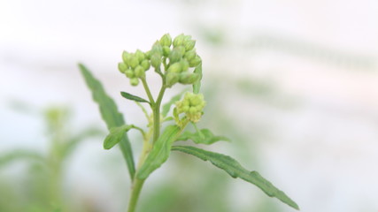 close up of a flower of a plant