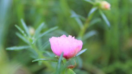 pink flower in the garden