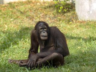 Bornean Orangutan, Pongo. pygmaeus, is threatened by the feeling of rainforests in Borneo