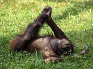 Bornean Orangutan, Pongo. pygmaeus, is threatened by the feeling of rainforests in Borneo