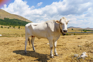 cow 1