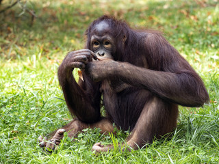 Bornean Orangutan, Pongo. pygmaeus, is threatened by the feeling of rainforests in Borneo