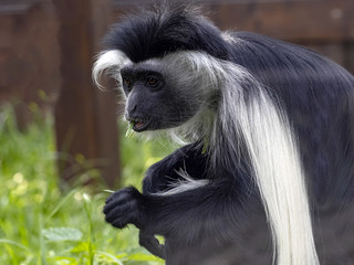 The Tanzanian Black-and-White Colobus, Colobus angolensis, has a beautiful white mantle, for which it was often hunted