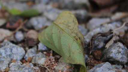 moth on leaf