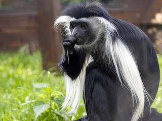 The Tanzanian Black-and-White Colobus, Colobus angolensis, has a beautiful white mantle, for which it was often hunted