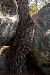 great route path 13 Larchant - France