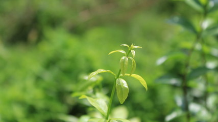 green tea leaves in the garden
