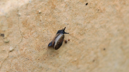 macro shot of a brown bug