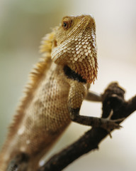 Garden lizard